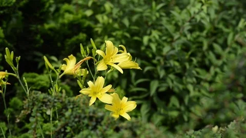 Untitled Project 1 動画素材 76777377