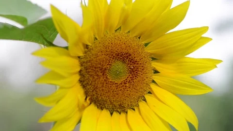 Untitled Project 1 Stock Footage 76777478