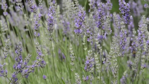 Untitled Project 1 動画素材 76777511