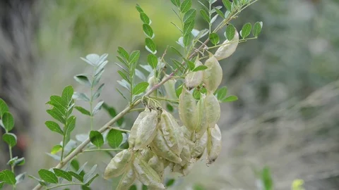 Untitled Project 1 Stock Footage 76777586