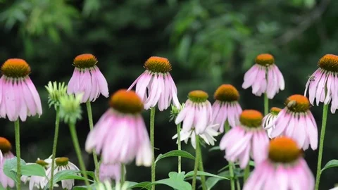 Untitled Project 1 Stock Footage 76777621