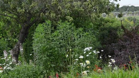 Untitled Project 1 動画素材 76777669