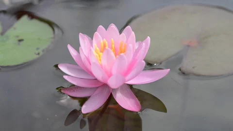 Untitled Project 1 Stock Footage 76777712