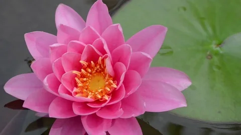 Untitled Project 1 Stock Footage 76777773