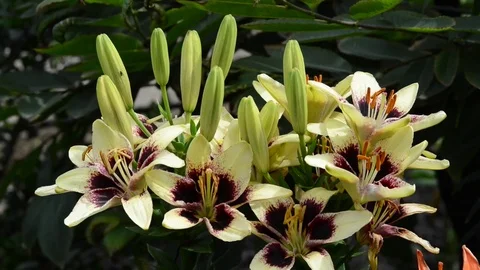 Untitled Project 1 動画素材 76777949