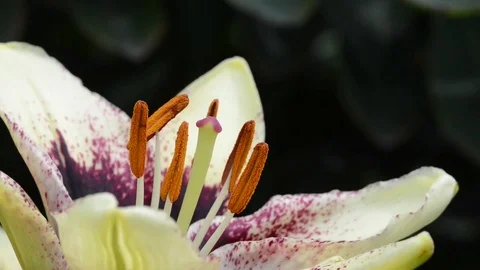 Untitled Project 1 動画素材 76778013