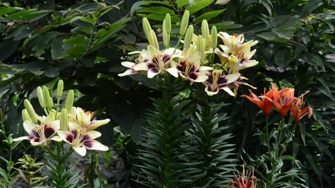 Untitled Project 1 動画素材 76778132