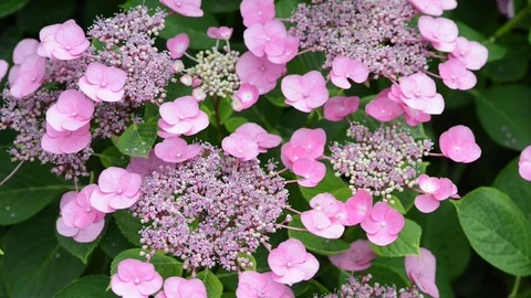 Untitled Project 1 動画素材 76778350