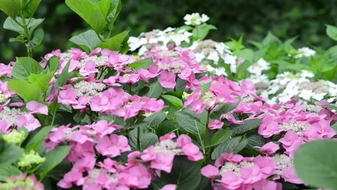 Untitled Project 1 動画素材 76778595