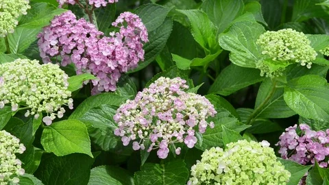 Untitled Project 1 動画素材 76778796