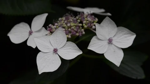 Untitled Project 1 動画素材 76778887