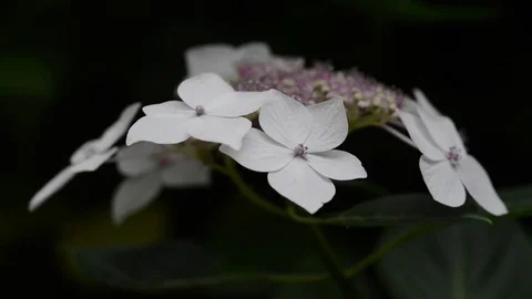 Untitled Project 1 動画素材 76778943