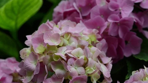 Untitled Project 1 動画素材 76779014