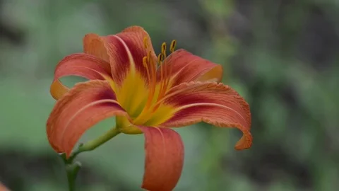 Untitled Project 1 動画素材 76779072