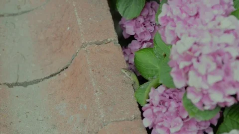 Untitled Project 1 動画素材 76779213