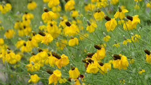 Untitled Project 1 動画素材 76779479