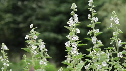 Untitled Project 1 動画素材 76779520