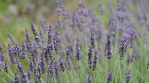 Untitled Project 1 動画素材 76779627