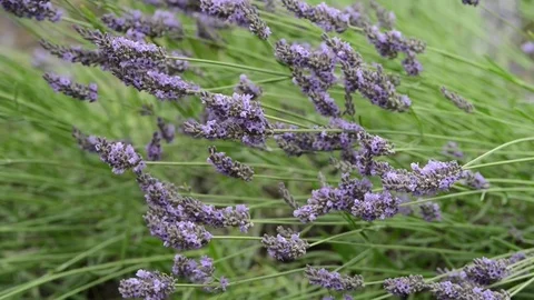 Untitled Project 1 動画素材 76779683