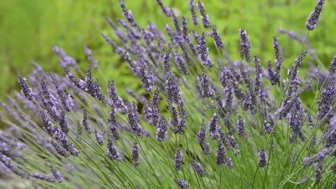 Untitled Project 1 動画素材 76779806