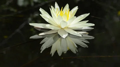 Untitled Project 1 動画素材 76779857