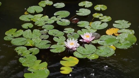 Untitled Project 1 動画素材 76779896