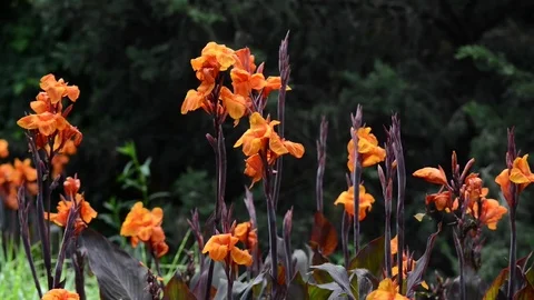 Untitled Project 1 動画素材 76779901