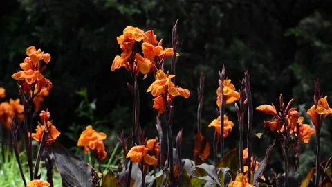 Untitled Project 1 動画素材 76779987