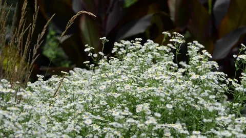 Untitled Project 1 動画素材 76780067