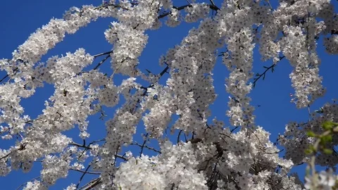 Untitled Project 1 動画素材 76780102