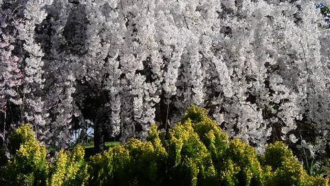 Untitled Project 1 動画素材 76780141