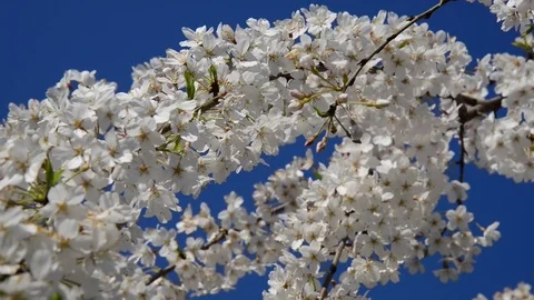 Untitled Project 1 動画素材 76780193