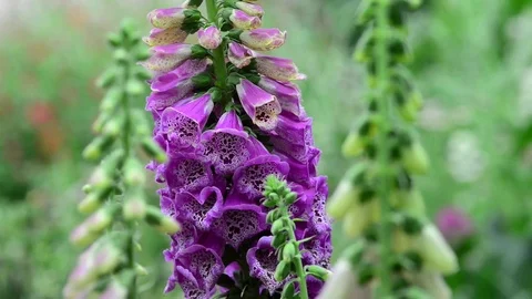 Untitled Project 1 動画素材 76780213