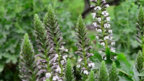 Untitled Project 1 動画素材 76780278