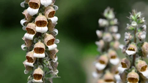 Untitled Project 1 動画素材 76780280