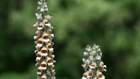 Untitled Project 1 動画素材 76780341