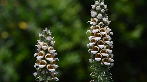 Untitled Project 1 動画素材 76780412