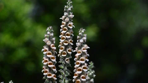 Untitled Project 1 動画素材 76780430