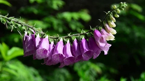 Untitled Project 1 動画素材 76780458