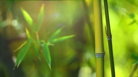 Untitled Project 1 Stock Footage 101889604