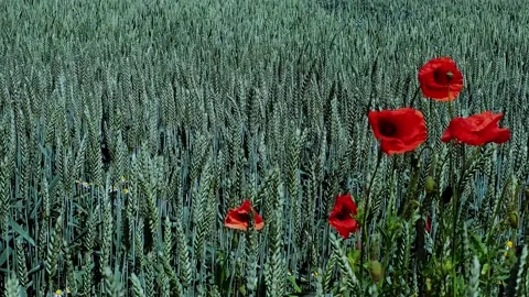 Untitled Project 1 Stock Footage 133640228