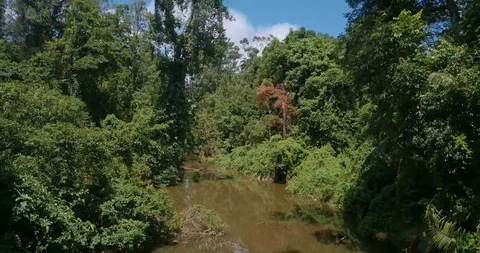 Untitled Project 1backing up by drone between trees at national park Stock Footage 111300565