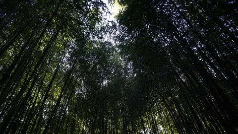 Untitled Project Stock Footage 108544647