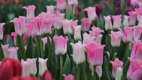 Untitled Project Video stock 125517372