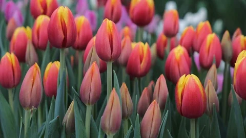 Untitled Project Video stock 125517376