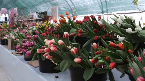 Untitled Project Stock Footage 125517381