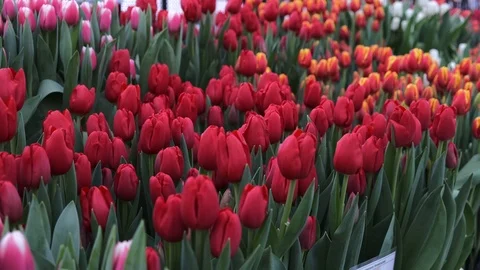 Untitled Project Video stock 125517398