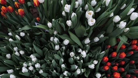 Untitled Project Video stock 125517413