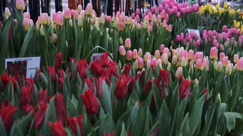 Untitled Project Video stock 125517426