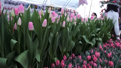 Untitled Project Video stock 125517462